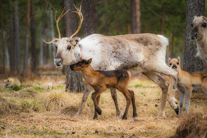 Baby Reindeer Encounter in Lapland