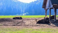 From Brasov: Day Trip to the Bison Reserve & Traditional Lunch 2