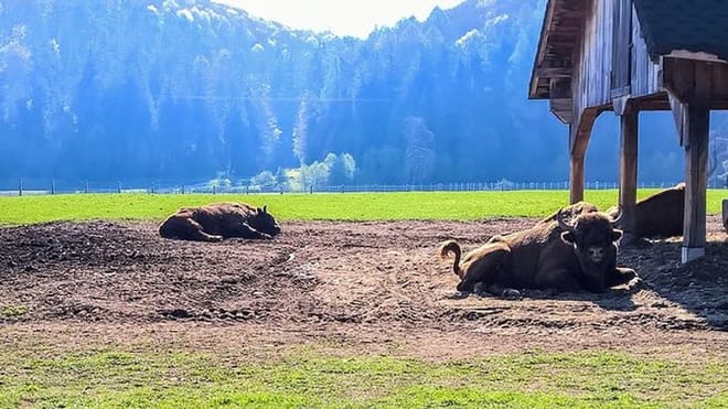 From Brasov: Day Trip to the Bison Reserve & Traditional Lunch photo 2
