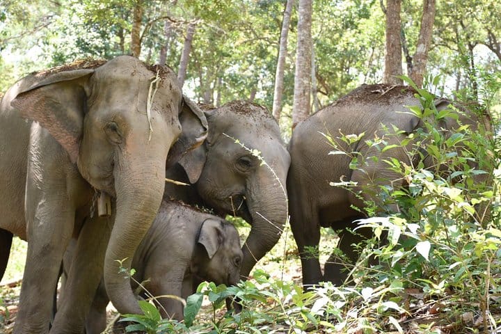 Care Pride Elephants: Full-Day Tour Experience