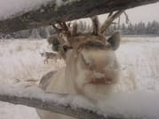 Year of the Reindeer - Farm visit 4