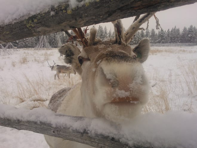 Year of the Reindeer - Farm visit 4