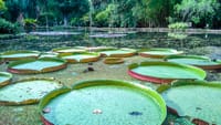 VICTORIA REGIA