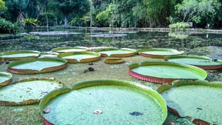 Botanical Garden, a Place of Science, Culture, and Leasure