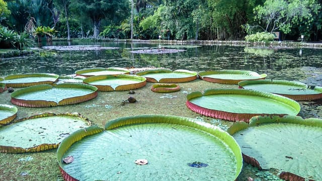 Botanical Garden, a Place of Science, Culture, and Leasure