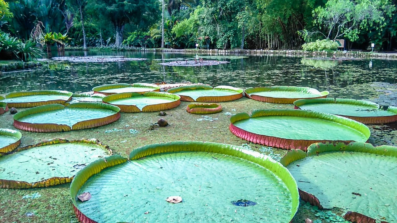 VICTORIA REGIA
