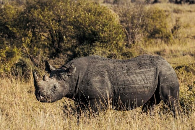 Rhino at Nairobi National Park
