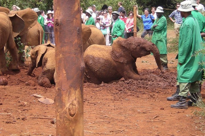 David Sheldrick trust Elephant orphanage