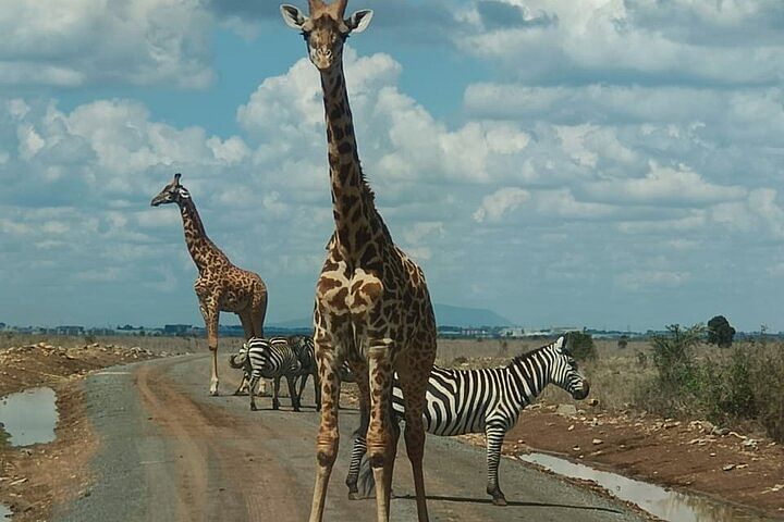 Nairobi National Park Safari, Karen Blixen Museum & Cultural Experience