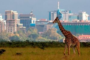 EARLY MORNING HALF DAY TOUR TO NAIROBI NATIONAL PARK
