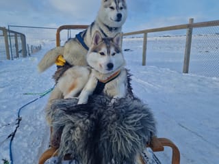 Siberian Husky Dog Sledding, photo 15