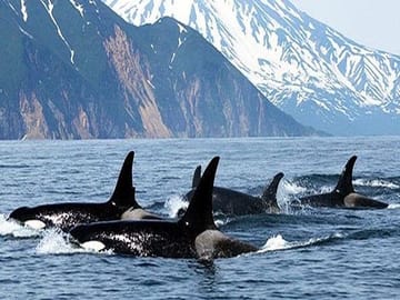whale watching