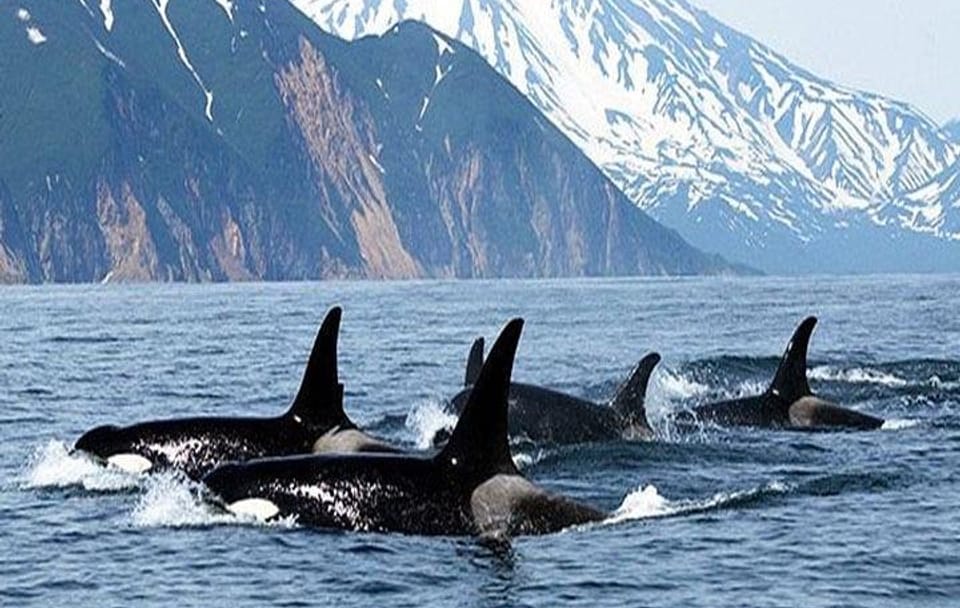 Vancouver Whale Watching Adventure with City tour