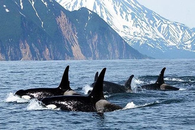 Vancouver Whale Watching Adventure with City tour