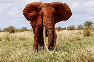 Private 5 Days Tour to Amboseli Tsavo West and Tsavo East National Park