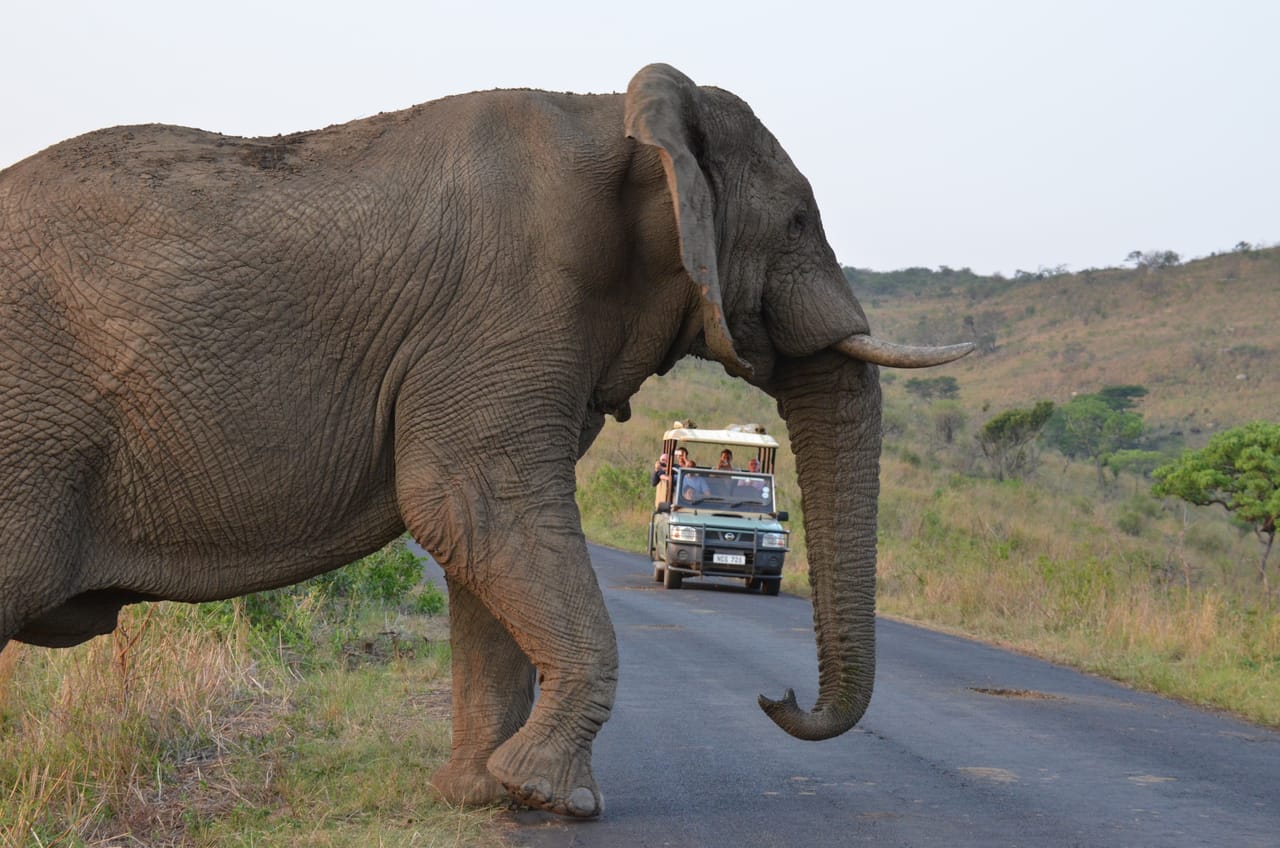 Hluhluwe Imfolozi Safari and DumaZulu Cultural Village Day Tour 6