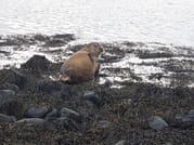 Private Snaefellsnes Peninsula Tour from Reykjavik 3