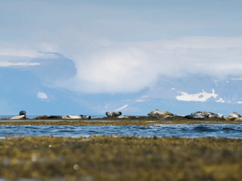 Westjords Seal Watching & Avalanche Memorial Tour from Isafjordur