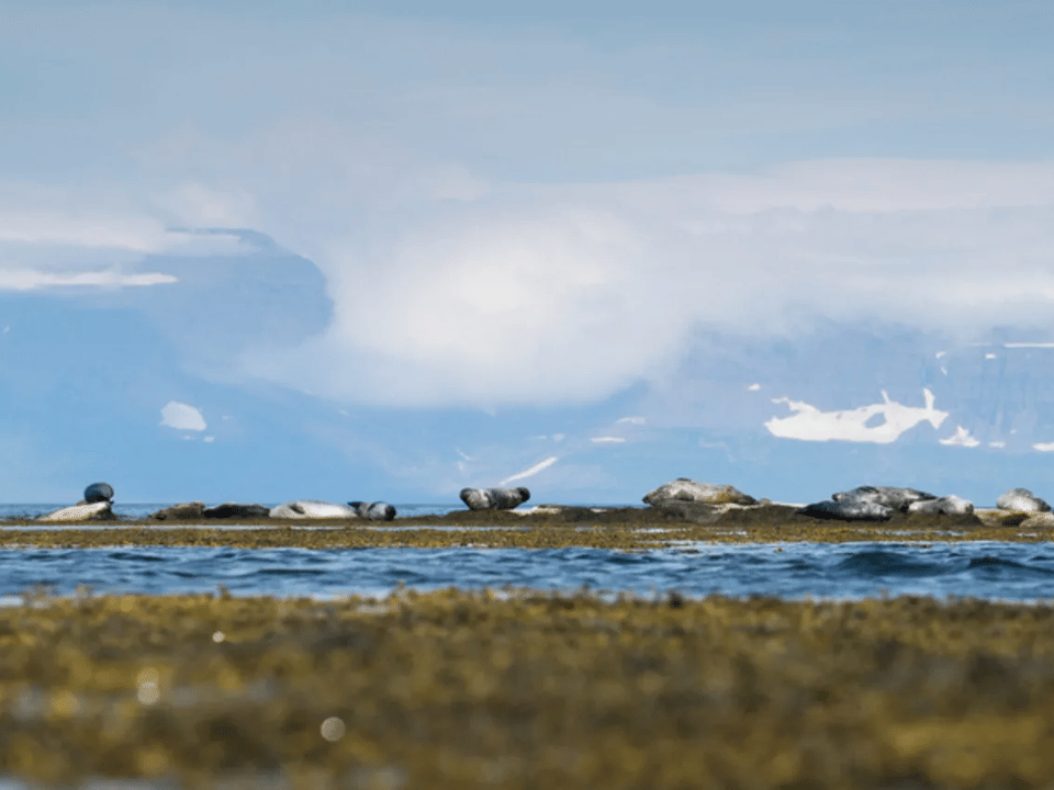 Westjords Seal Watching & Avalanche Memorial Tour from Isafjordur — BusTravel Iceland