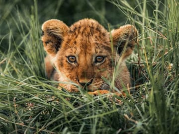 2 Days Safari to Tarangire National Park, Ngorongoro Crater and Snake Park