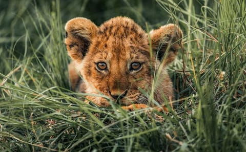 2 Days Safari to Tarangire National Park, Ngorongoro Crater and Snake Park
