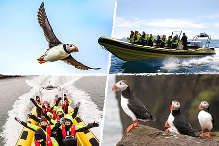 Puffin Watching RIB Speedboat Tour in Reykjavik’s Faxaflói Bay