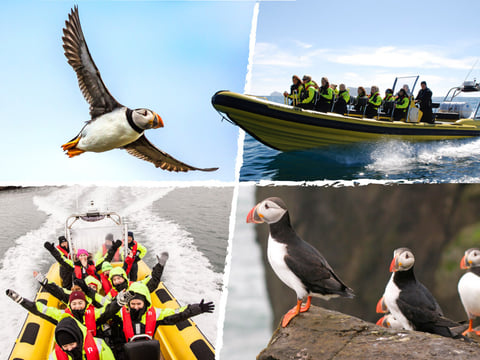 Puffin Tour by RIB Speedboat from Downtown Reykjavik