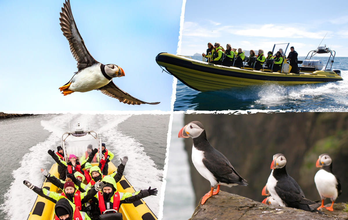 Puffin Tour by RIB Speedboat from Downtown Reykjavik