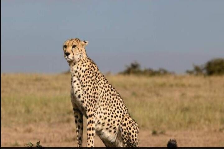5 Day Amboseli Nakuru Mara Kenya with Lodging Safari Tour