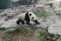 Private Chengdu Panda Base Day Tour by Round-way Flight from Shenzhen 1