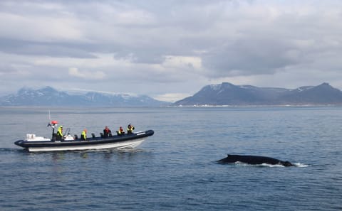 Whale and Puffin Watching RIB Tour in Reykjavík, Iceland