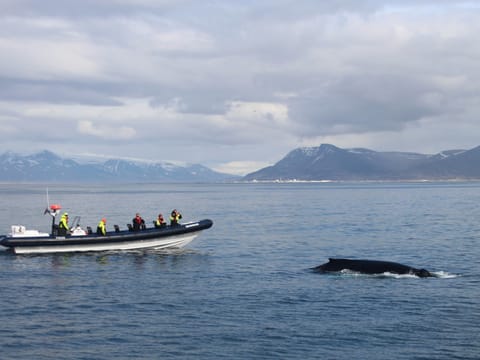 RIB Whale Expedition: 2-Hour High-Speed Adventure, photo 2