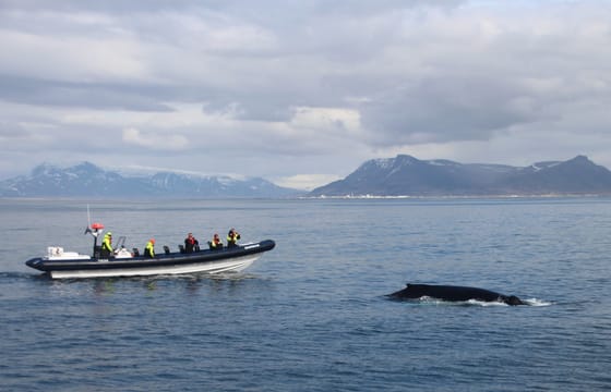RIB Whale Expedition: 2-Hour High-Speed Adventure