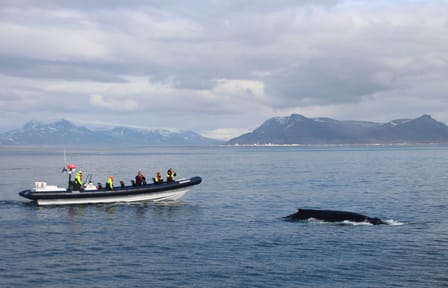 Whale and Puffin Watching RIB Tour in Reykjavík, Iceland