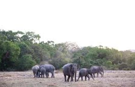 Wildlife & Adventure Tour in Sri Lanka From 11 days