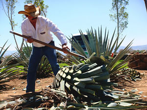 Tequila and Distillery Tour From: Guadalajara