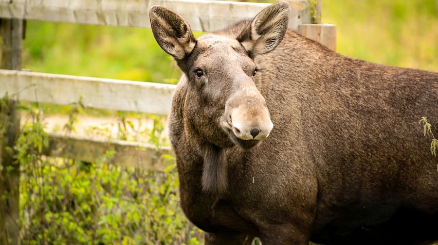 Meet all the Arctic animals in Ranua Wildlife Park