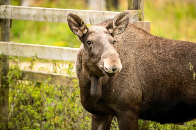 Meet all the Arctic animals in Ranua Wildlife Park
