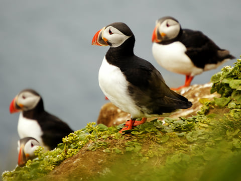 Private Whale and puffin tour from Akureyri