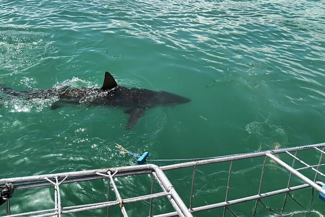 Shark Diving Adventure Penguins in Gansbaai From Cape Town F Day 10
