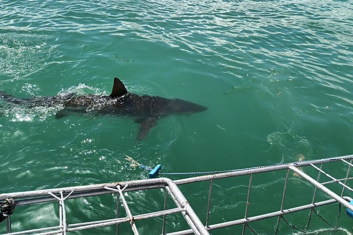 Shark Diving Adventure Penguins in Gansbaai From Cape Town F Day 10