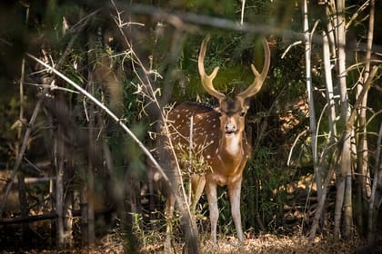 Incredible Wildlife Safari