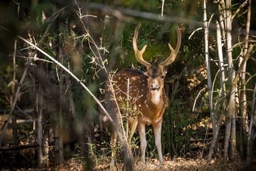 Wildlife Safari and Cultural Tour in Bhopal and Bhojpur
