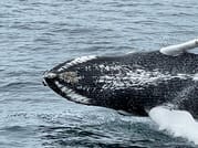 Close-up view of a whale surfacing during a whale watching tour