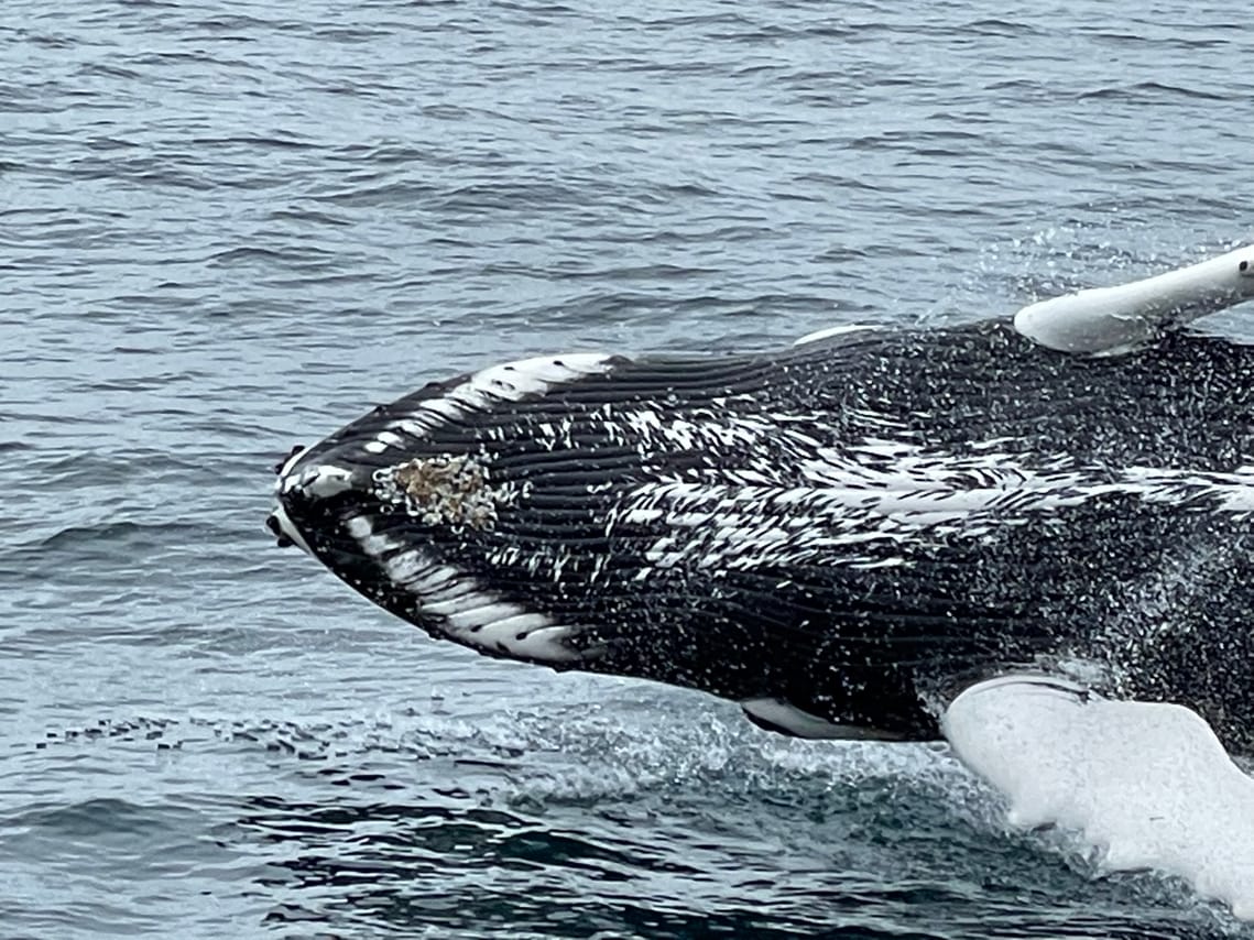 Close-up view of a whale surfacing during a whale watching tour