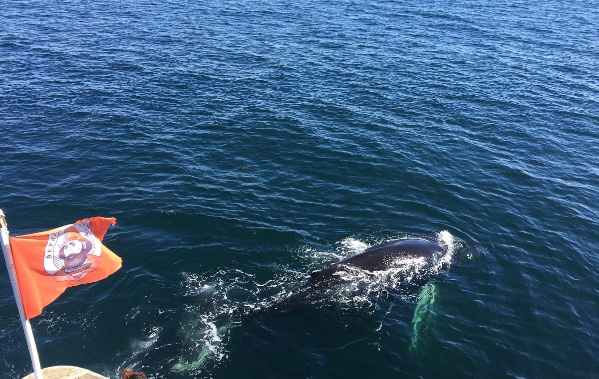 Whale Watching & FlyOver: Aerial Excursions and Oceanic Encounters