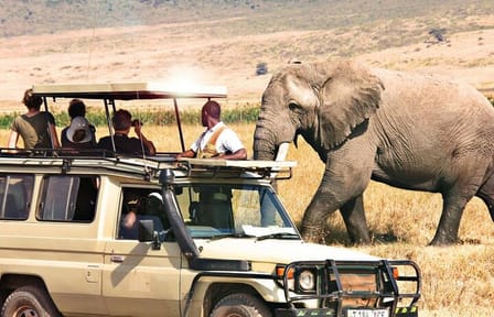7-Day Tour Tsavo West Amboseli Lake Nakuru and Masai Mara