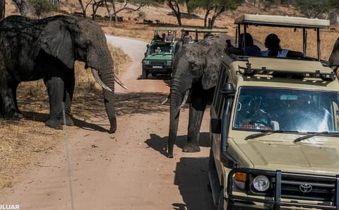 Luxury 3-Day Safari Tour in Tsavo West from Nairobi