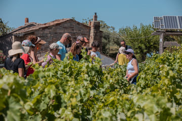 Ikaria Wellness and Winery Tour in Evdilos, Greece