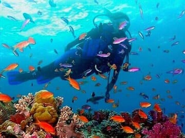 Negombo Half-Day Guided Snorkeling Tour